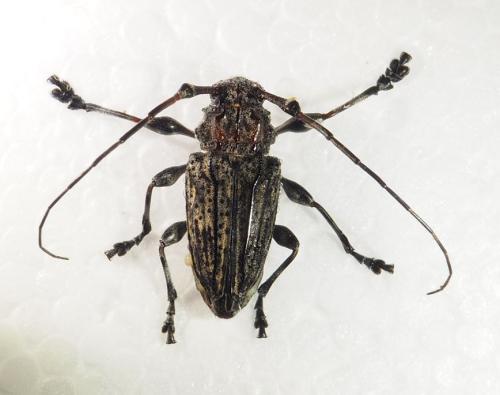 Steirastoma breve